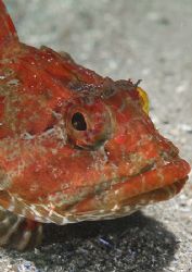 Long-spined scorpion fish.
Porth Ysgaden, Wales.
D200,6... by Mark Thomas 